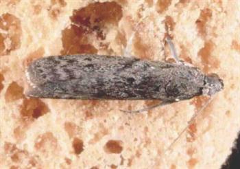 شب پره مدیترانه ای آرد